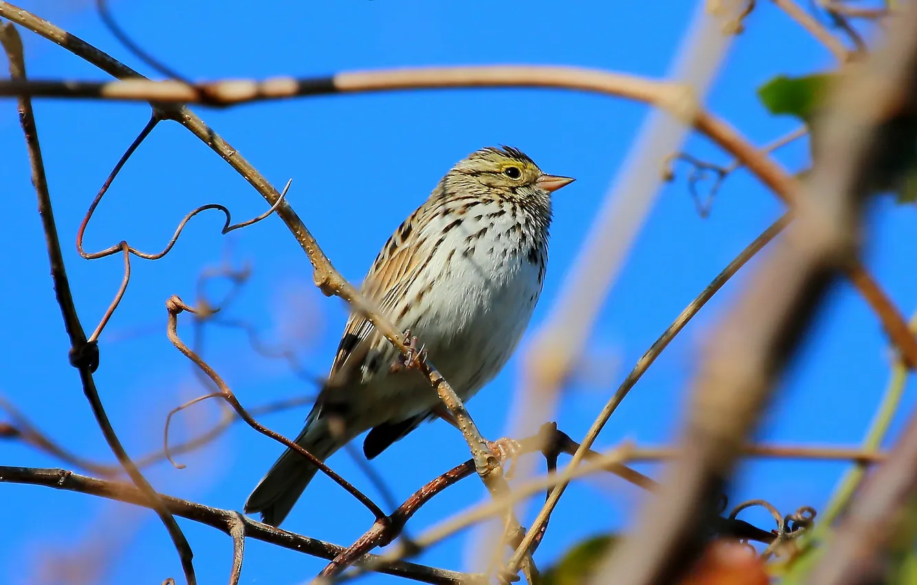 Photo wallpaper the sky, trees, branches, bird
