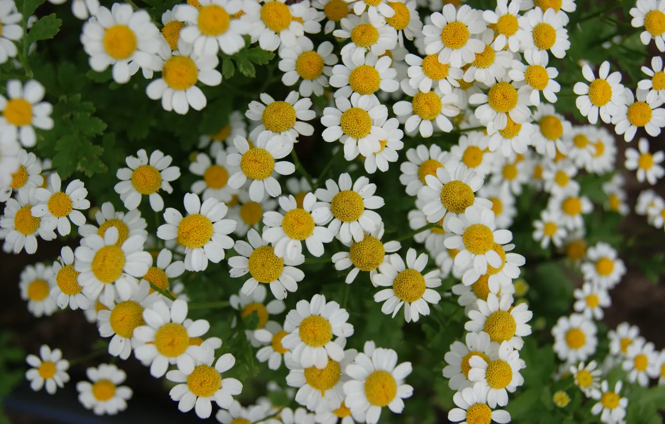 Photo wallpaper greens, flowers, chamomile