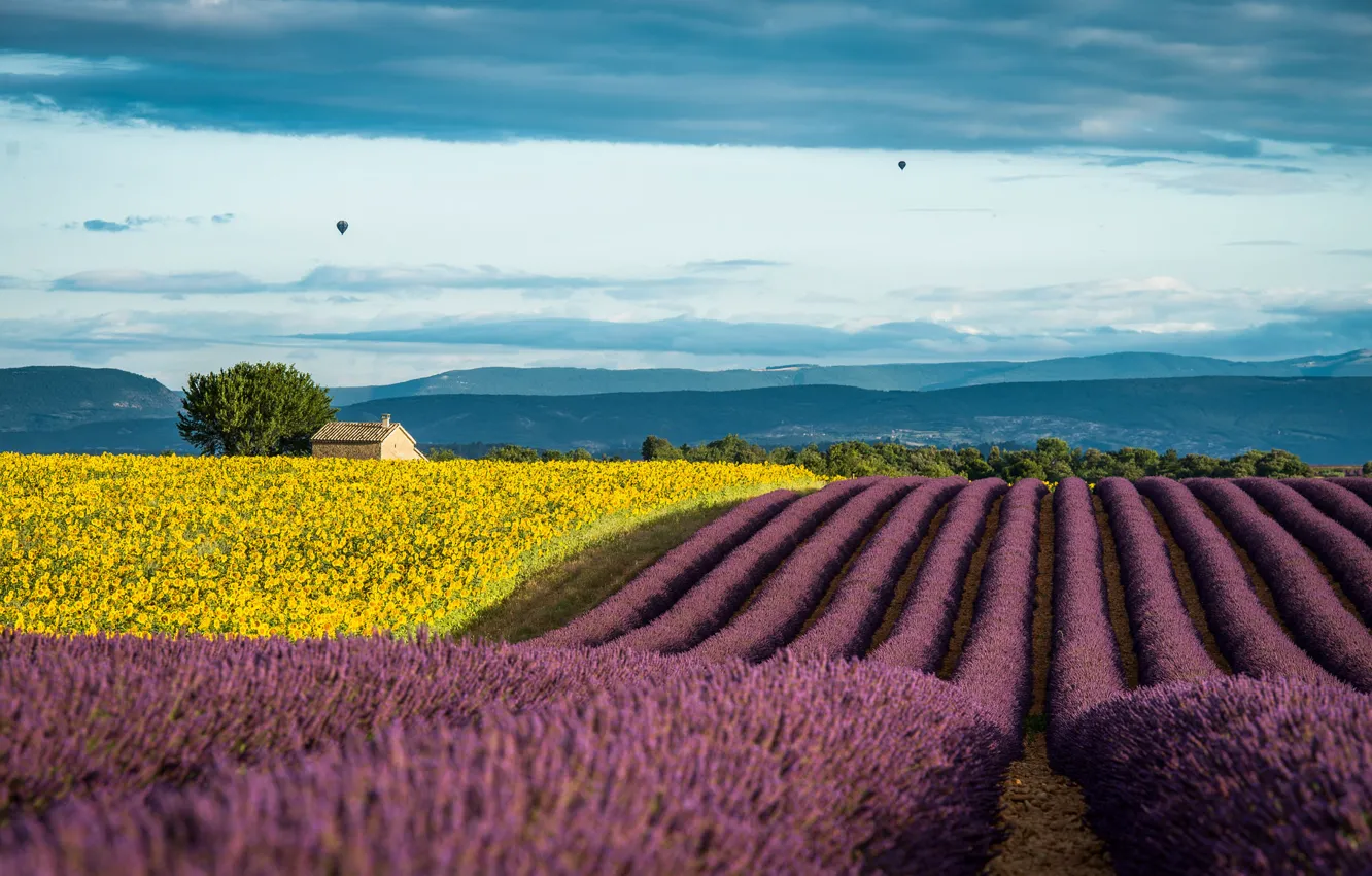Photo wallpaper summer, sunflowers, France, field, lavender, Provence, July