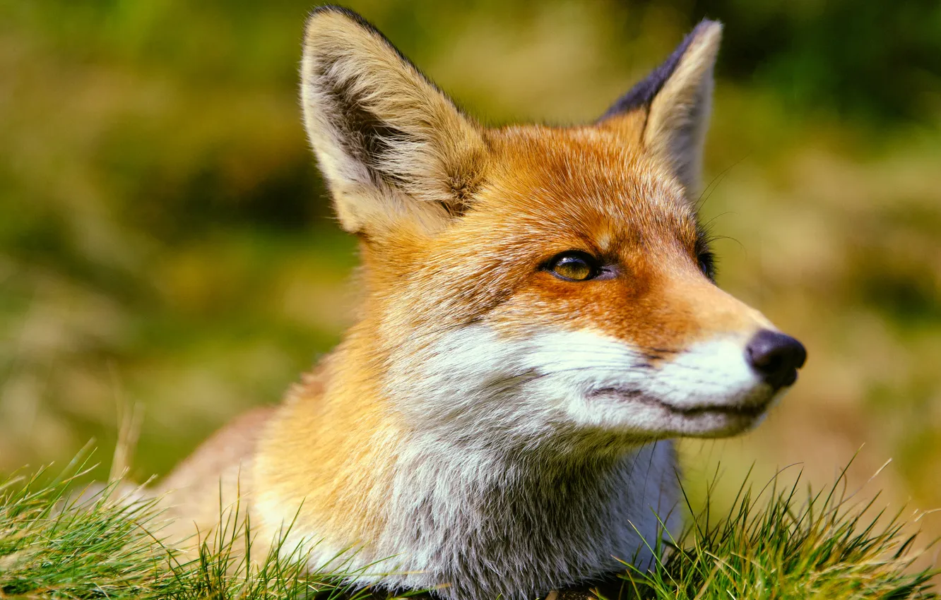 Photo wallpaper face, Fox, Katsiaryna Endruszkiewicz