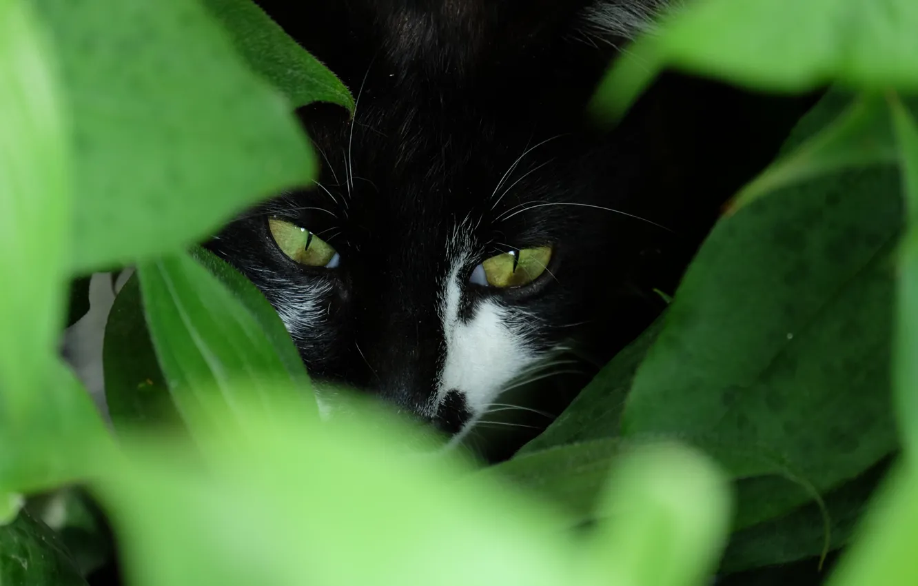 Photo wallpaper greens, eyes, cat, look, Kote