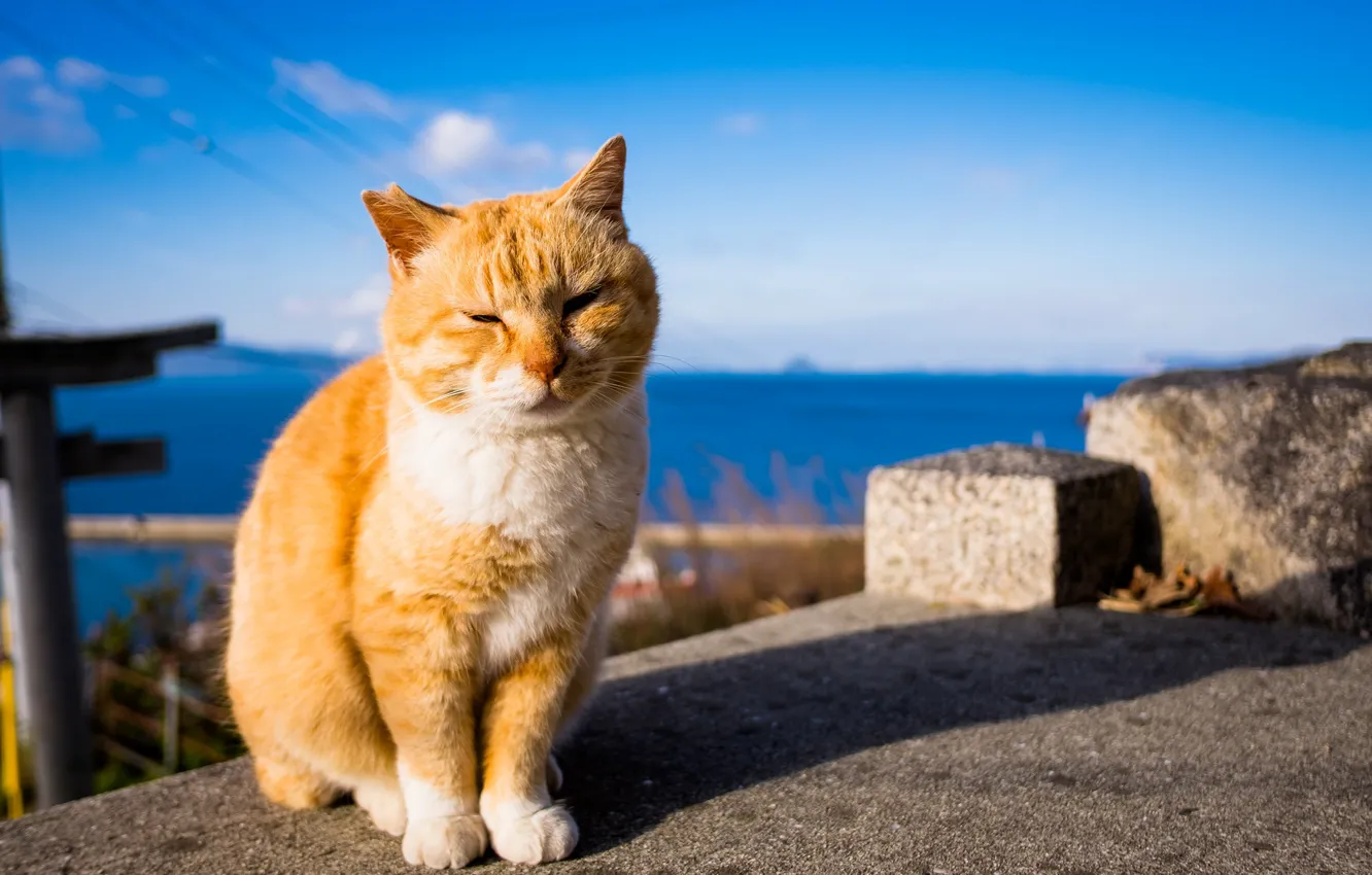 Photo wallpaper summer, cat, red, white