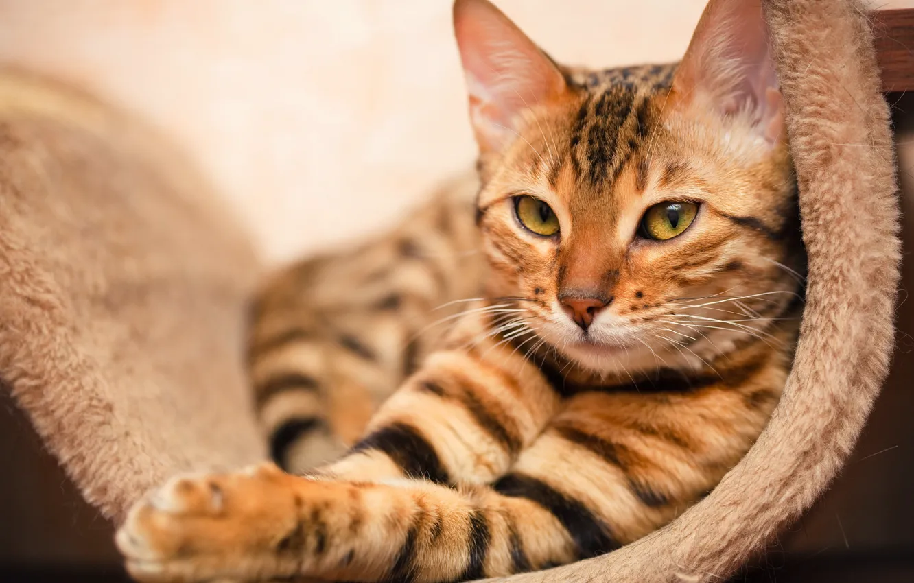Photo wallpaper cat, look, lies, color