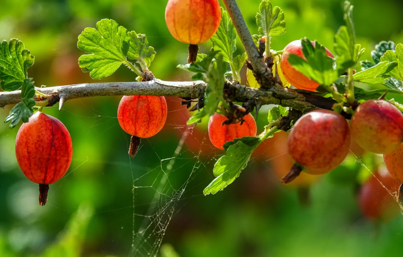 Photo wallpaper macro, berries, web, branch, gooseberry