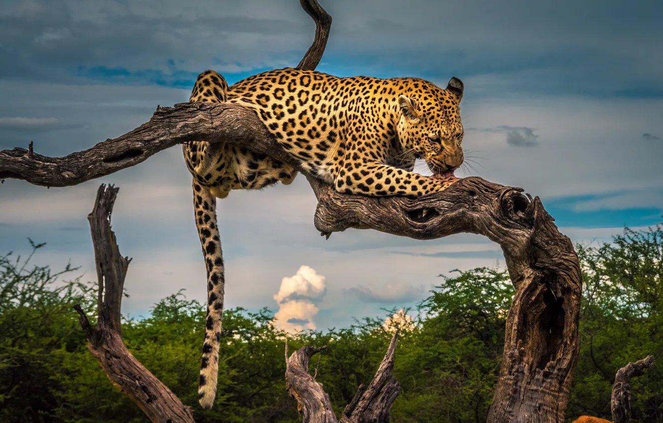 Photo wallpaper leopard, snag, wild cat
