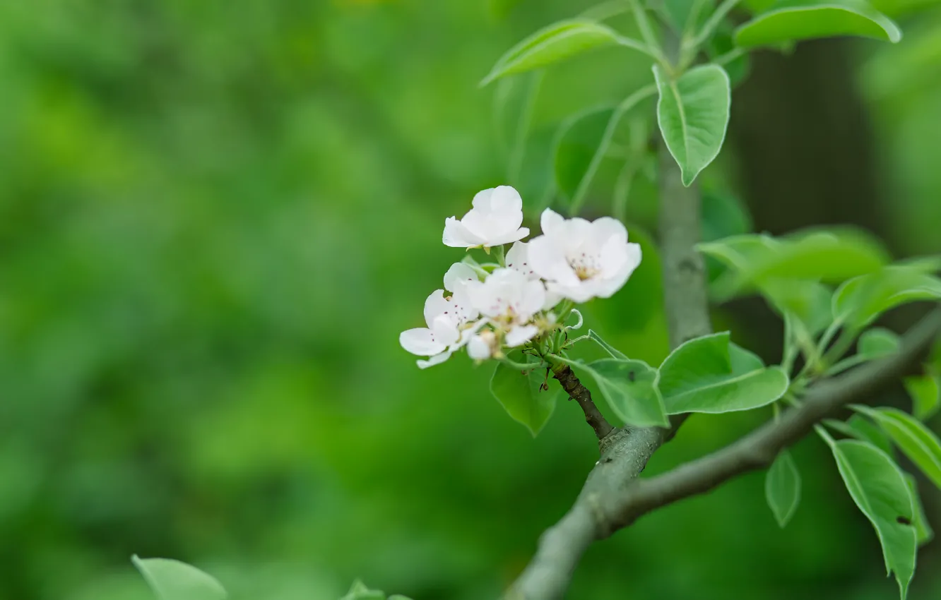 Photo wallpaper summer, cherry, cherry flower