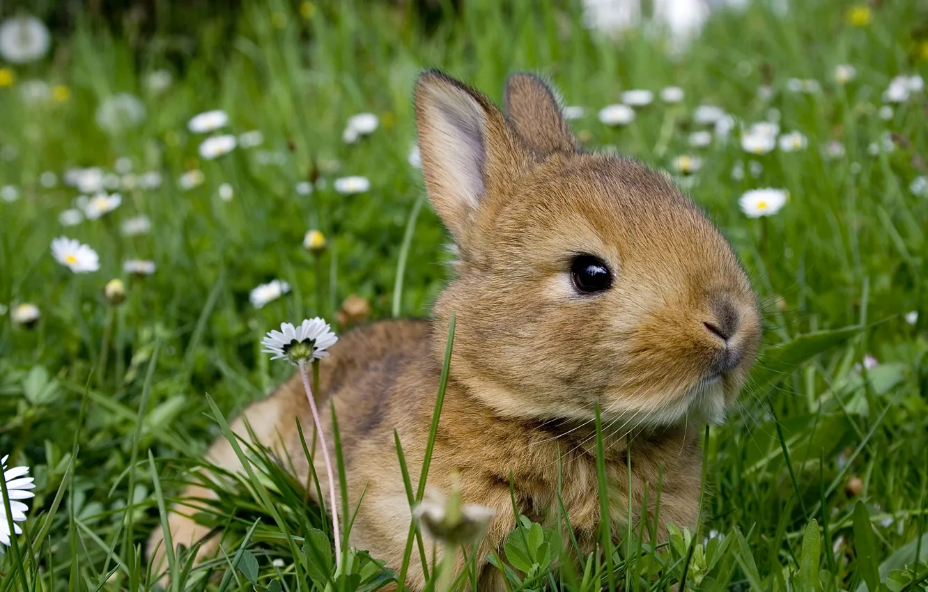 Photo wallpaper greens, summer, grass, flowers, nature, grey, glade, hare