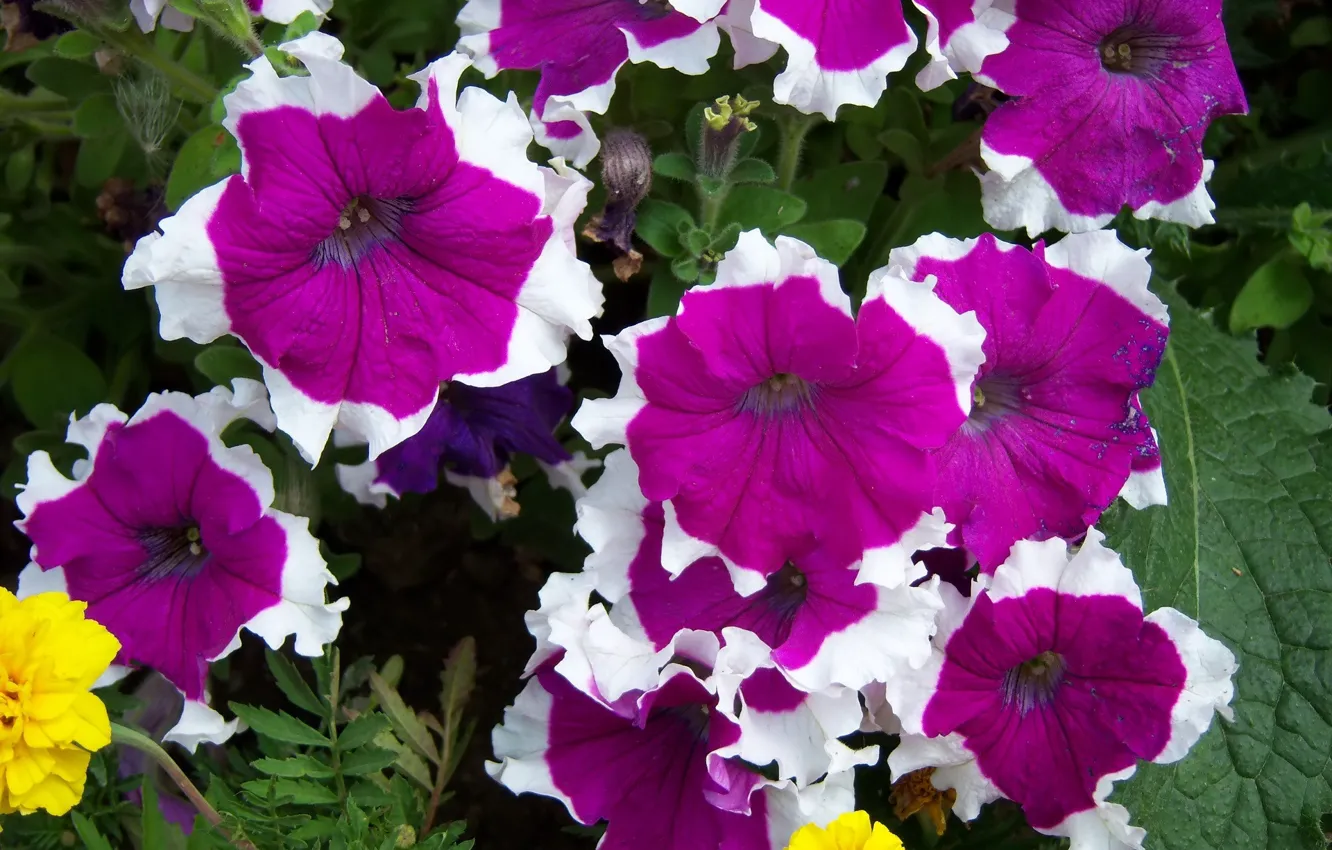 Photo wallpaper raspberry, Petunia, white rim, Mamala ©