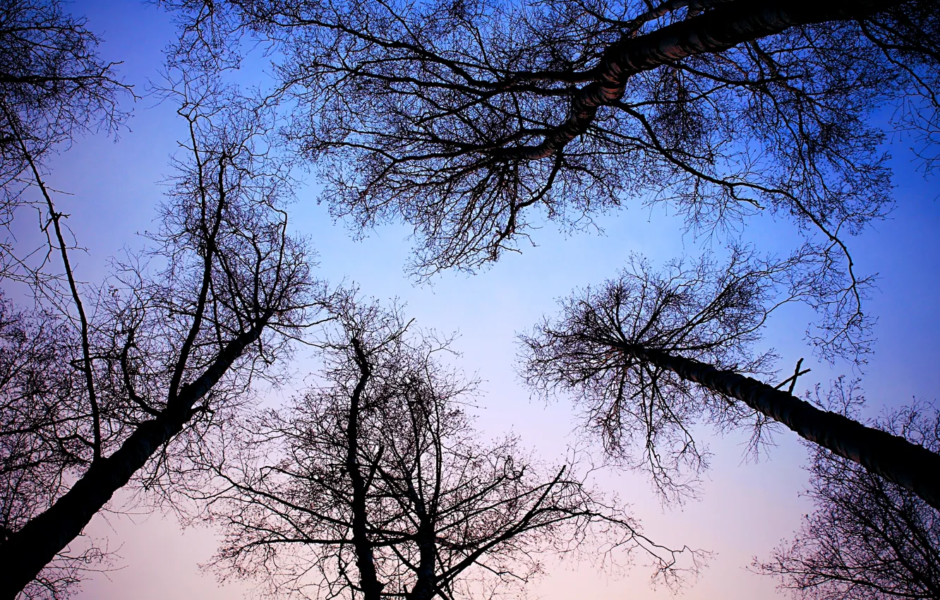 Photo wallpaper the sky, trees, nature, up
