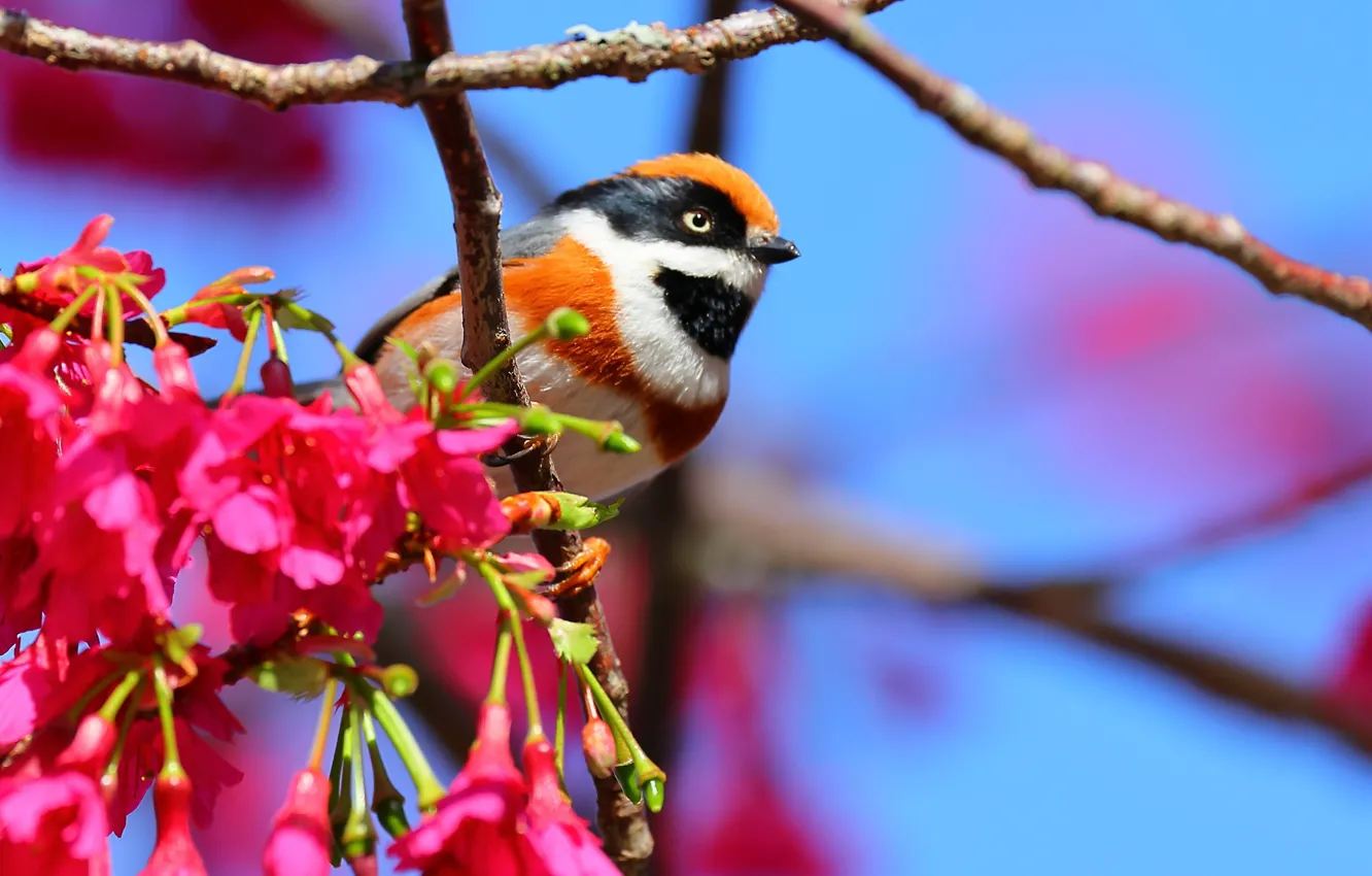 Photo wallpaper branches, nature, bird, spring, flowering
