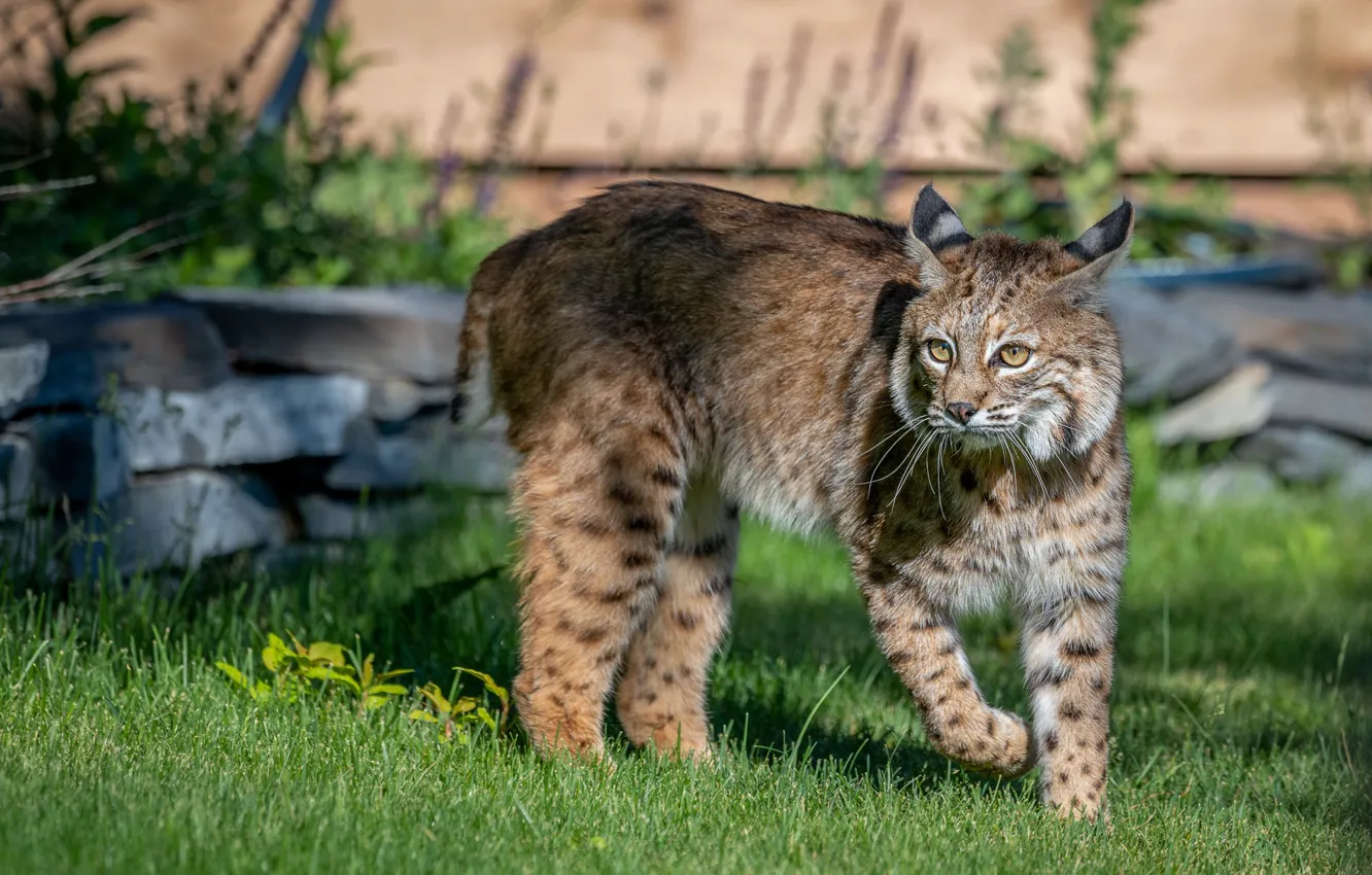 Photo wallpaper grass, walk, lynx