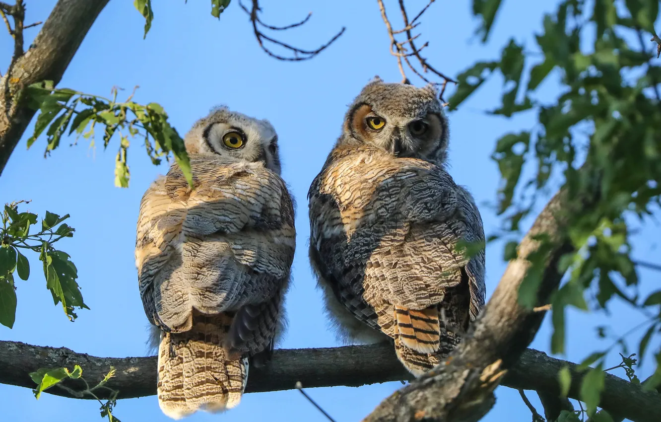 Photo wallpaper look, trees, branches, owl, bird, foliage, two, pair
