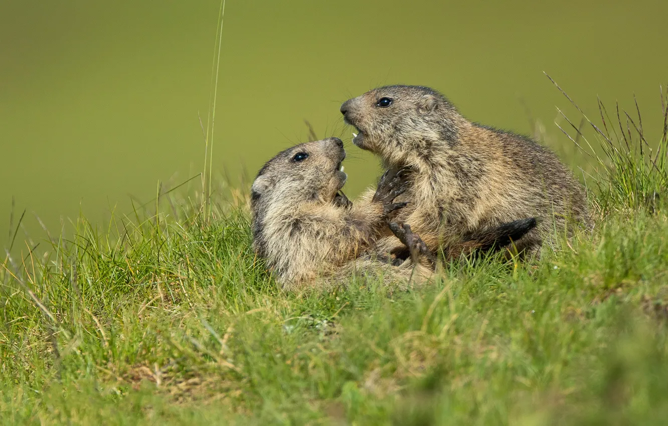 Photo wallpaper grass, fight, a couple, marmot, rivals, two Groundhog