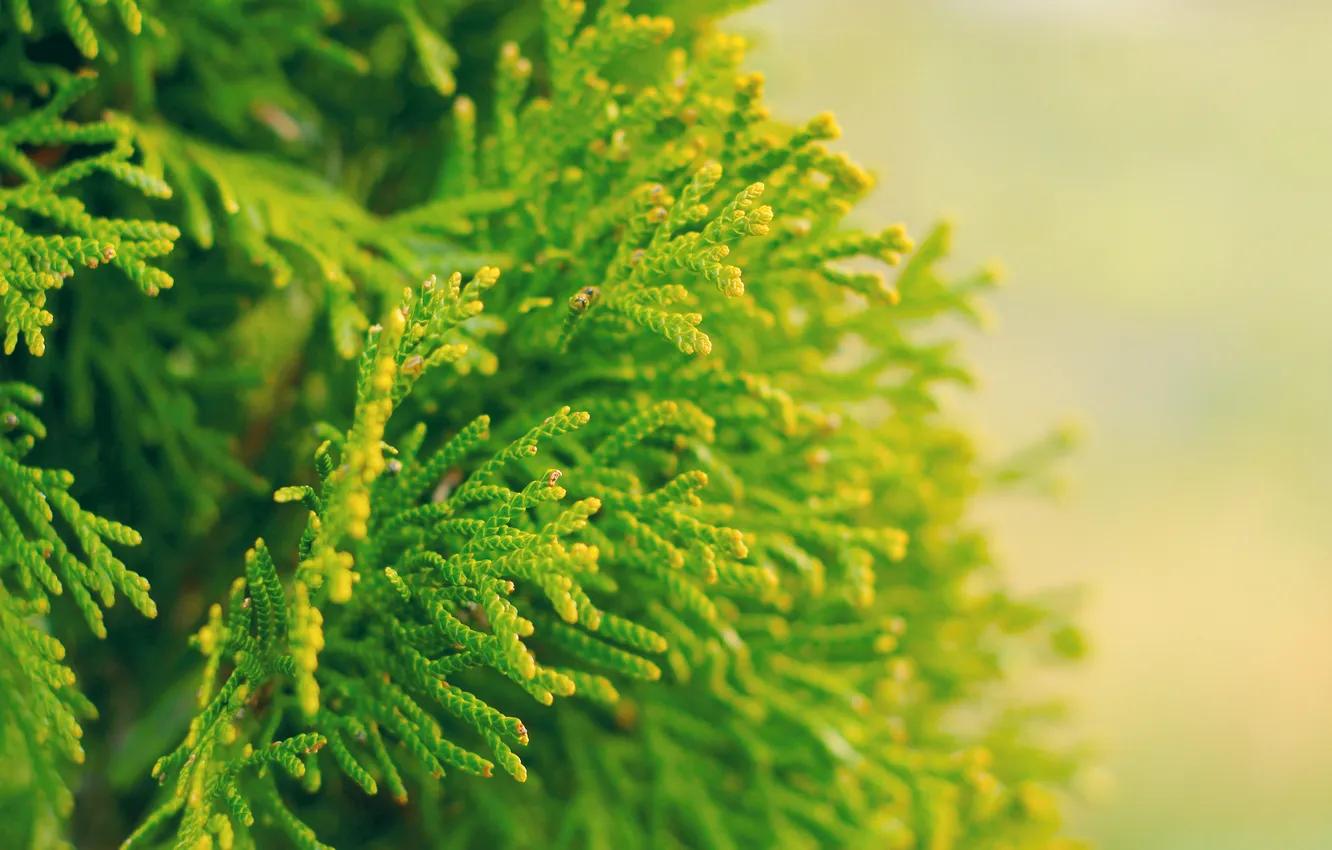 Photo wallpaper green, twig, thuja