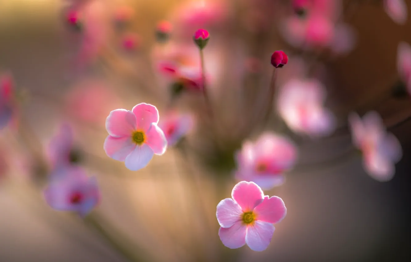 Photo wallpaper flower, light, flowers, pink