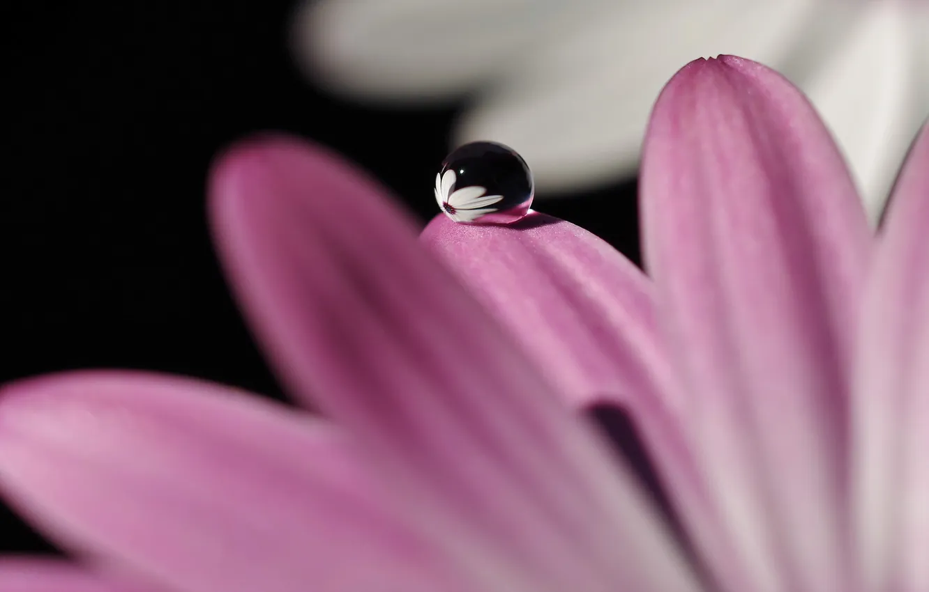 Photo wallpaper drops, macro, flowers