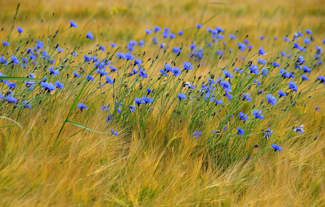 Photo wallpaper blue, ears, wildflowers