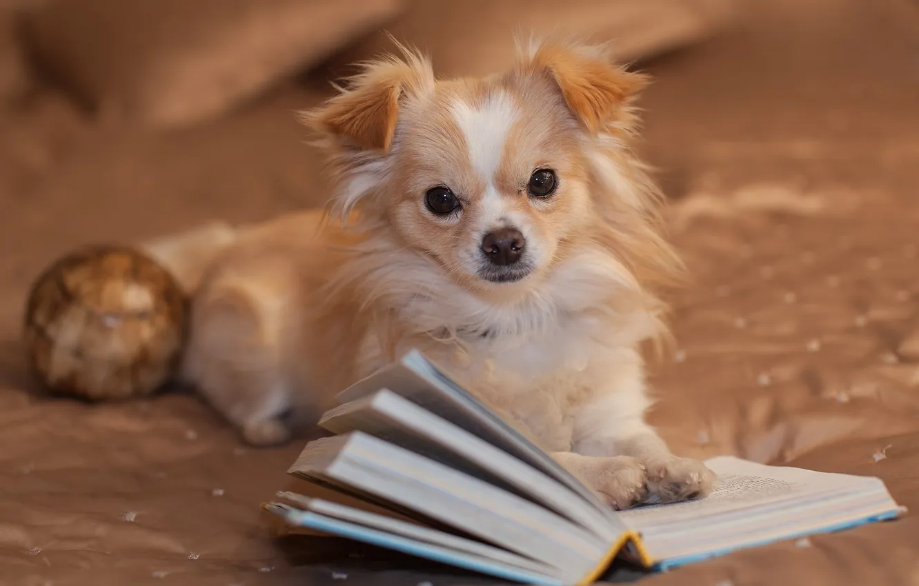 Photo wallpaper look, dog, book