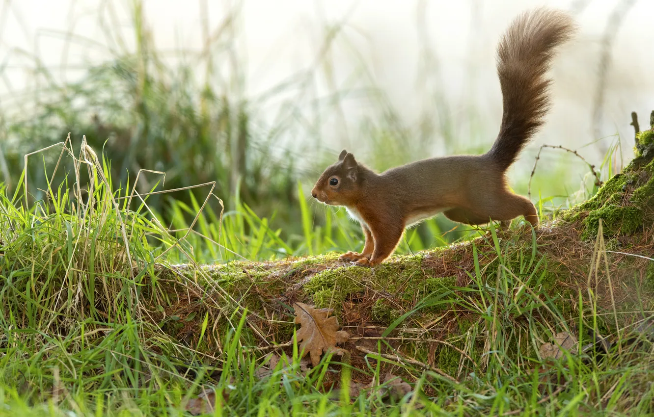 Photo wallpaper greens, grass, nature, glade, protein, tail, profile, red