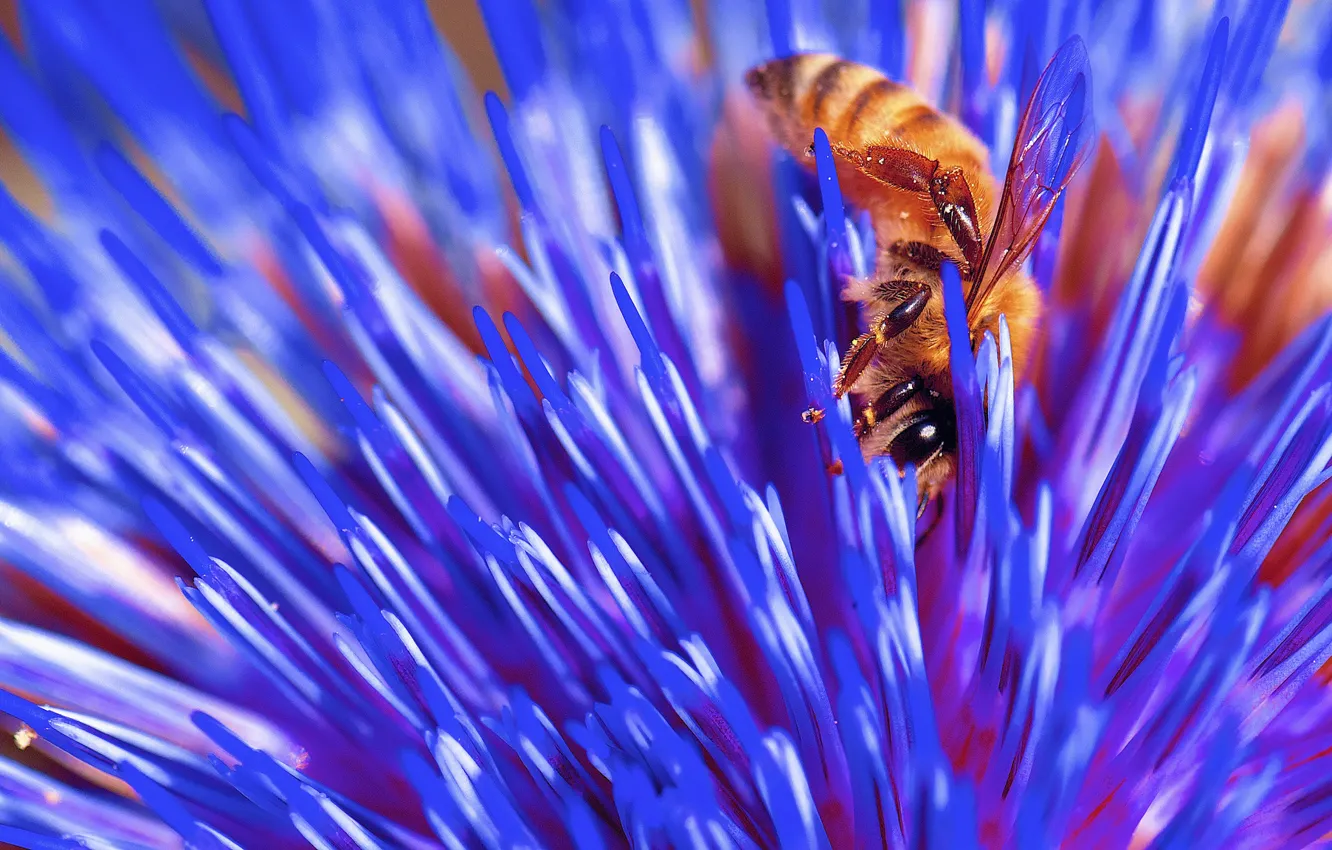 Photo wallpaper flower, nature, bee, insect