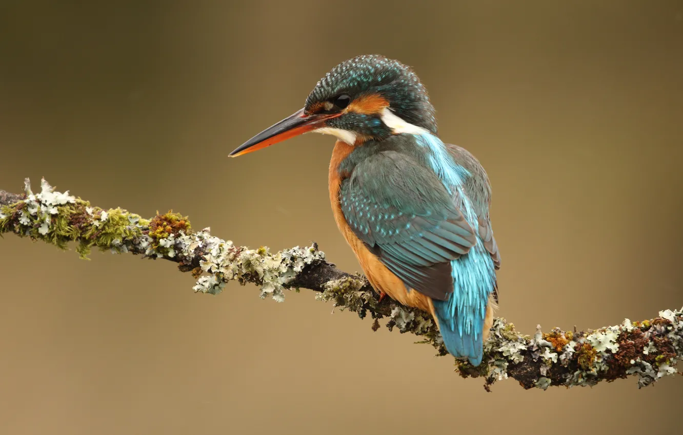 Photo wallpaper look, branches, background, bird, moss, bird, handsome, Kingfisher
