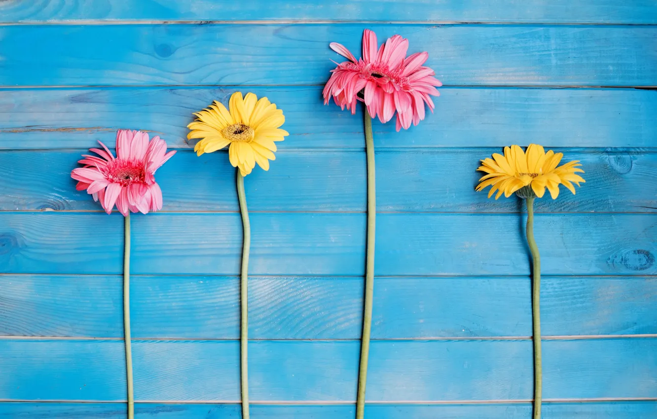 Photo wallpaper Flowers, Branches, Gerbera, Wooden background