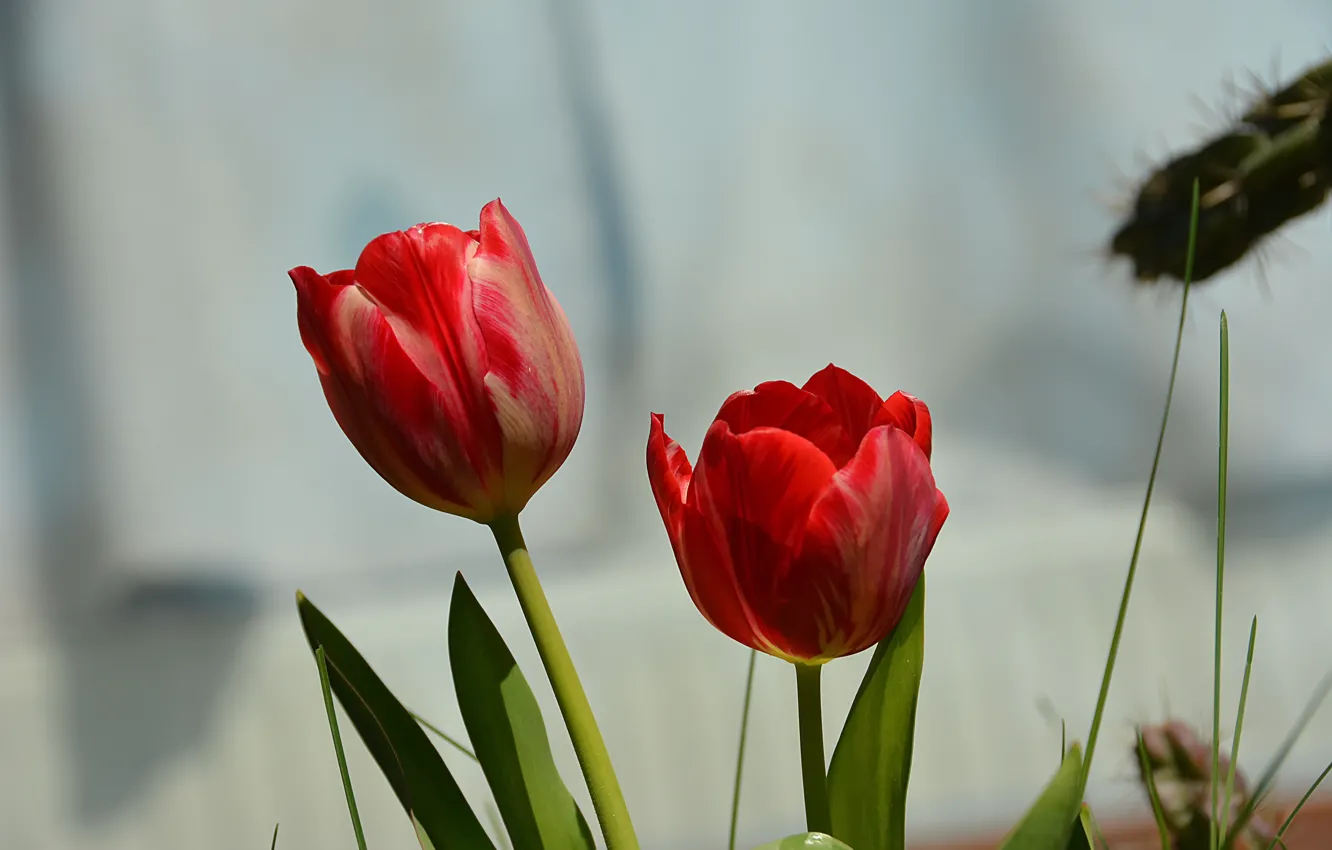 Photo wallpaper Spring, Spring, Red tulips, Red tulips