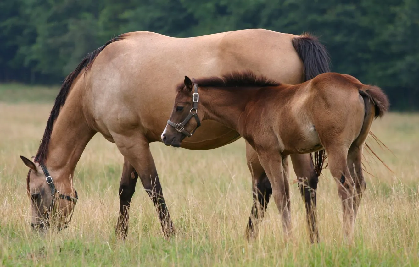 Photo wallpaper grass, horse, pasture, foal