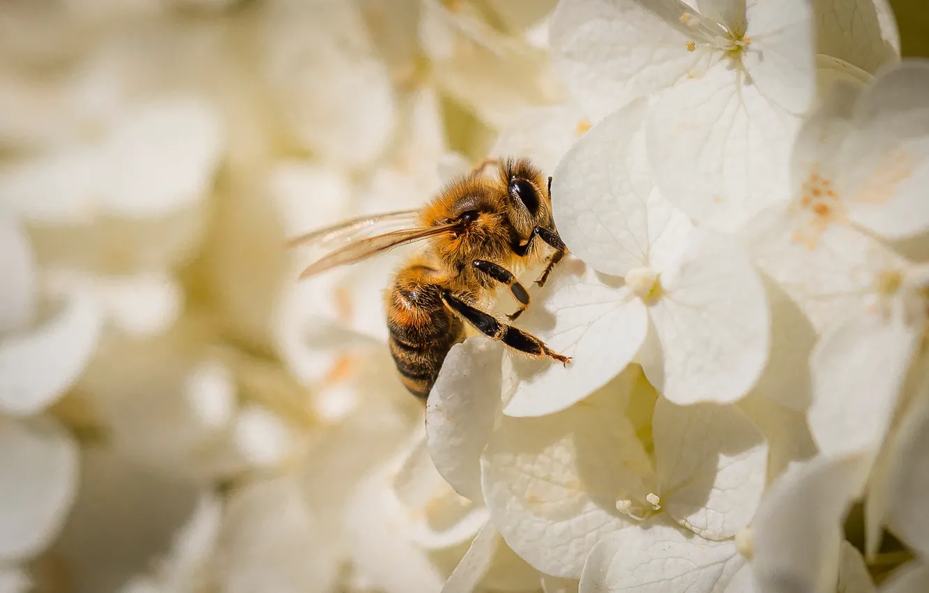 Photo wallpaper macro, bee, insect