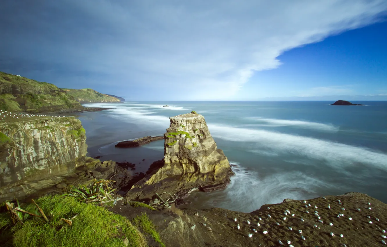 Photo wallpaper New Zealand, Auckland, Muriwai Beach, Australasian gannet colony
