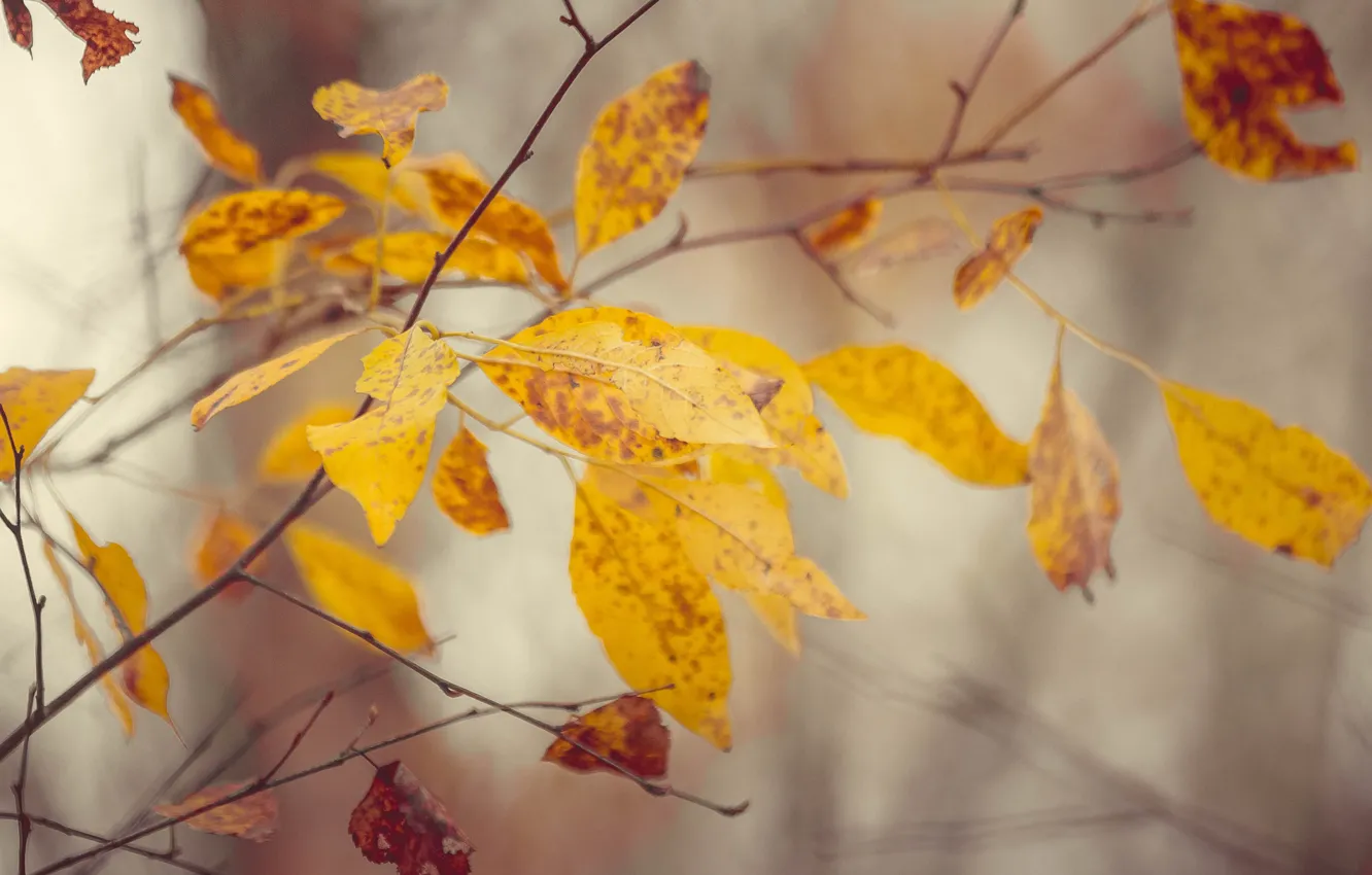 Photo wallpaper autumn, leaves, trees, nature, trees, autumn, autumn forest, autumn colors