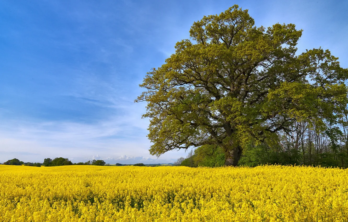 Photo wallpaper field, trees, landscape, flowers