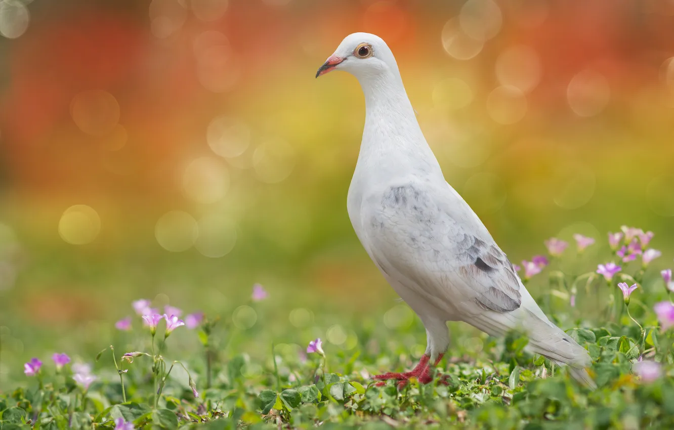 Photo wallpaper white, bird, glade, pigeons, flowers, bokeh