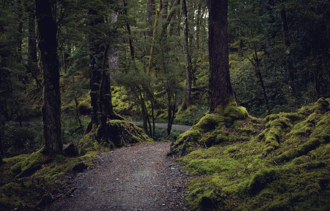 Photo wallpaper forest, trees, nature, moss, New Zealand, path, New Zealand, Routeburn Track