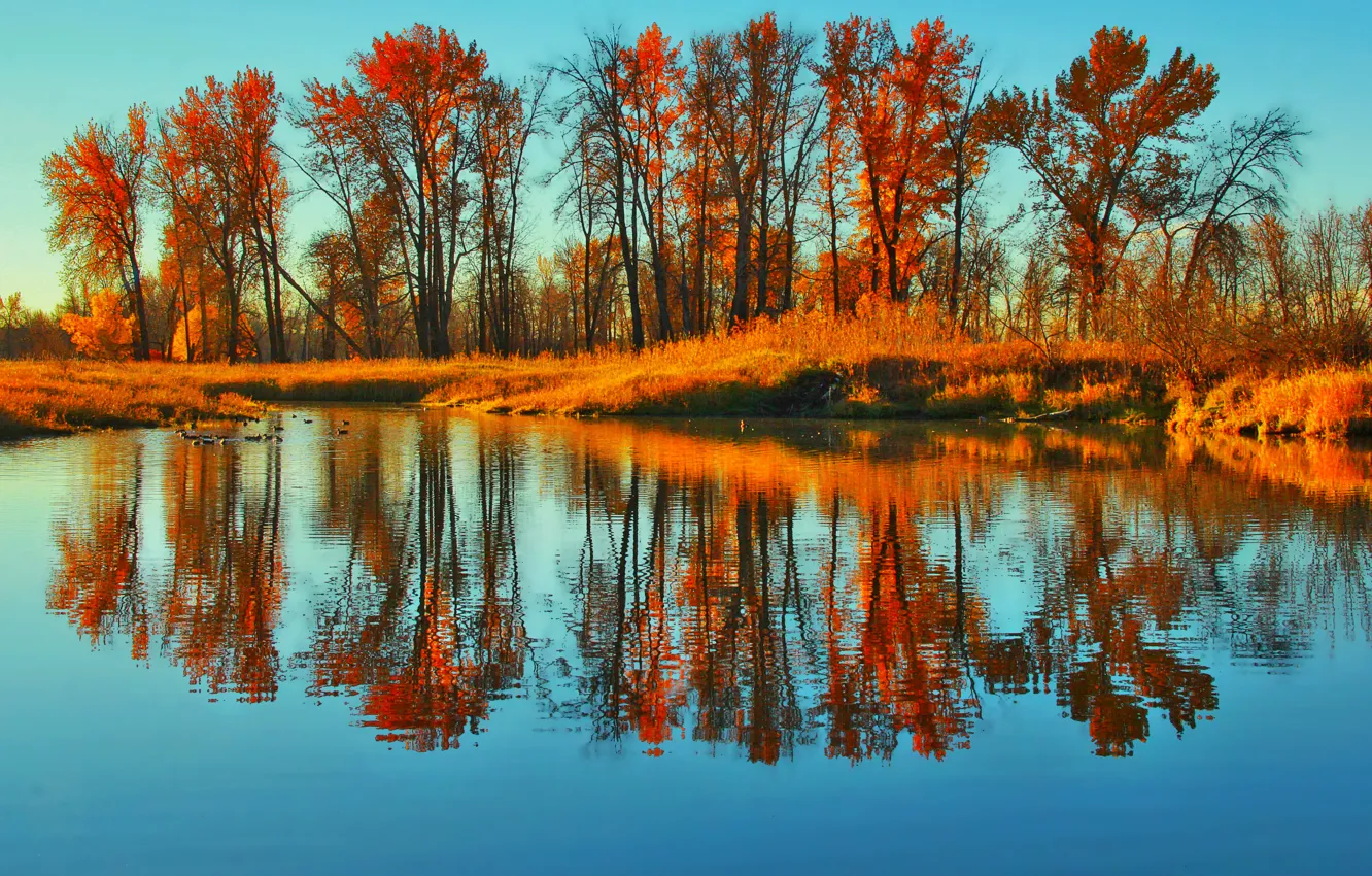 Photo wallpaper red, grass, gold, river, trees, animals, nature, blue