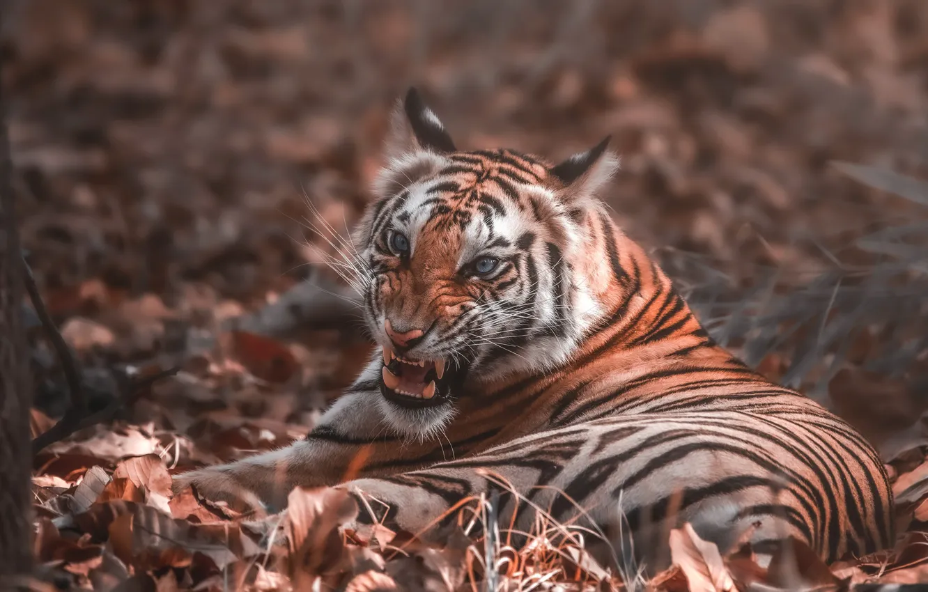 Photo wallpaper autumn, leaves, tiger, mouth, bokeh
