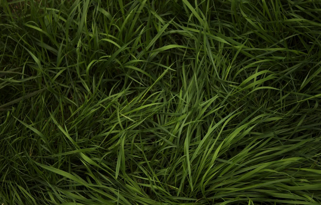 Photo wallpaper greens, grass, weed