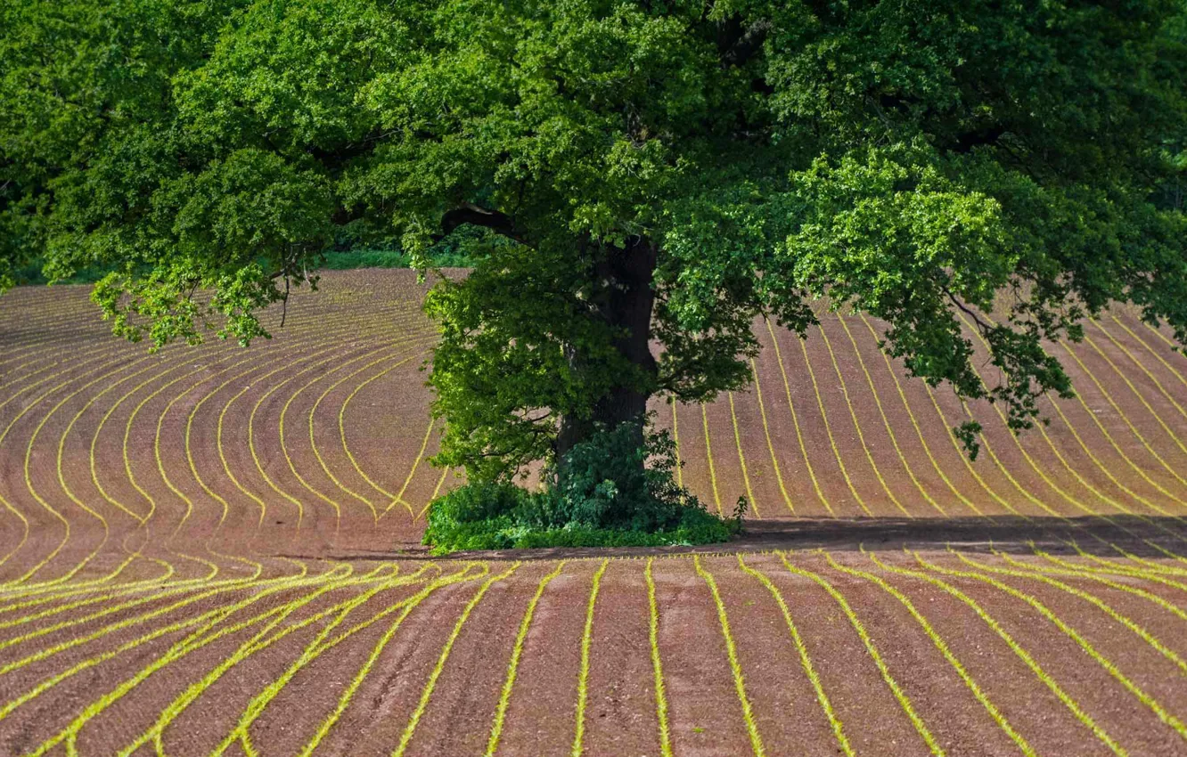 Photo wallpaper field, Wales, oak, Monmouthshire