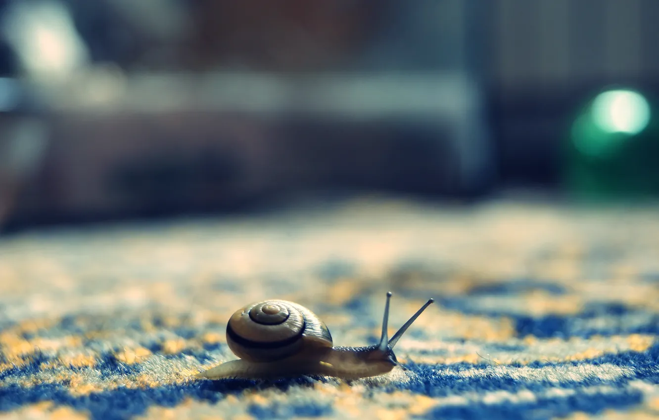 Photo wallpaper snail, pile, bokeh