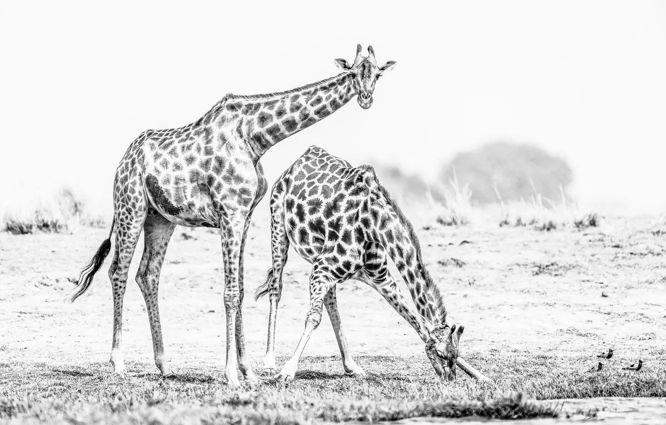 Photo wallpaper nature, meadow, giraffe, Sawan