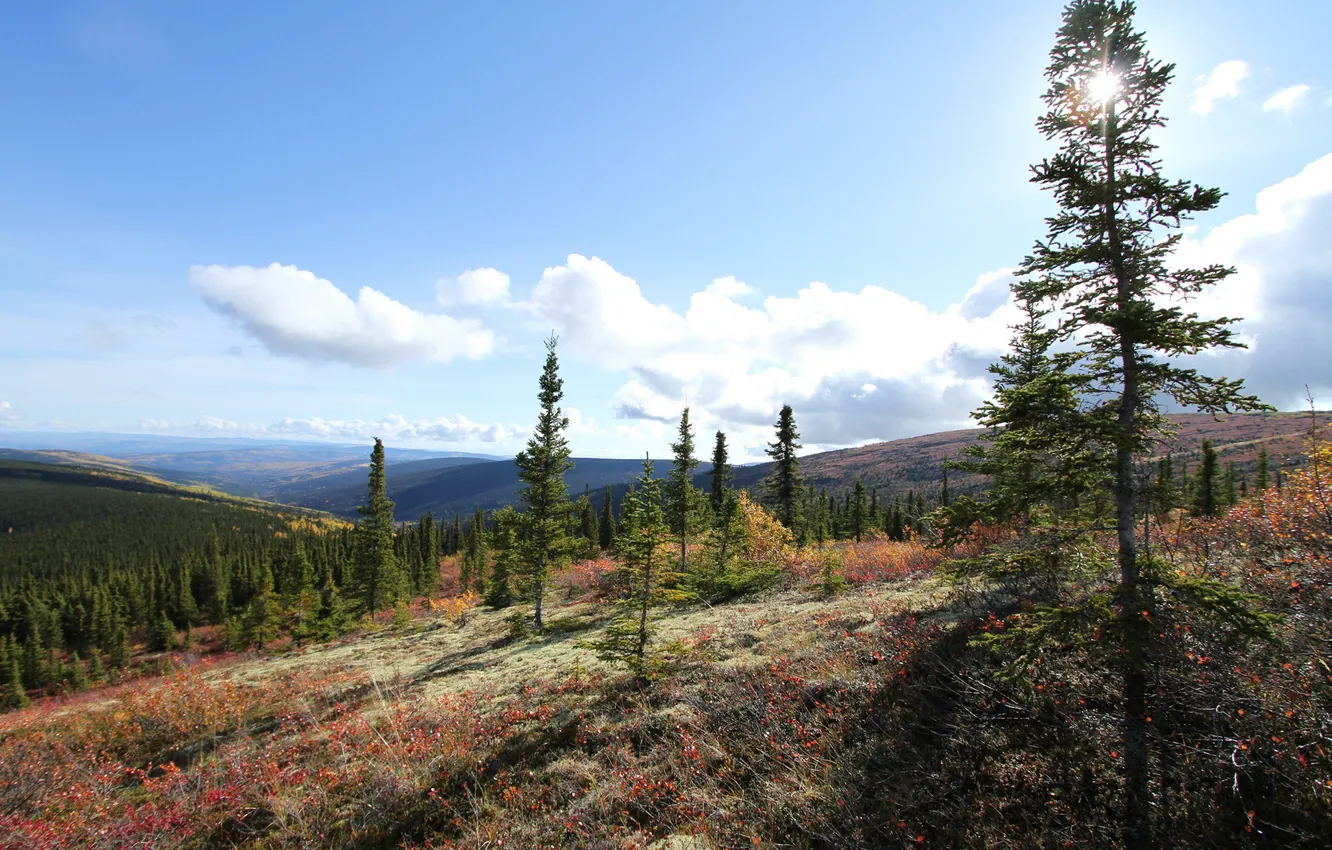 Photo wallpaper autumn, trees, nature, hills, spruce, Alaska