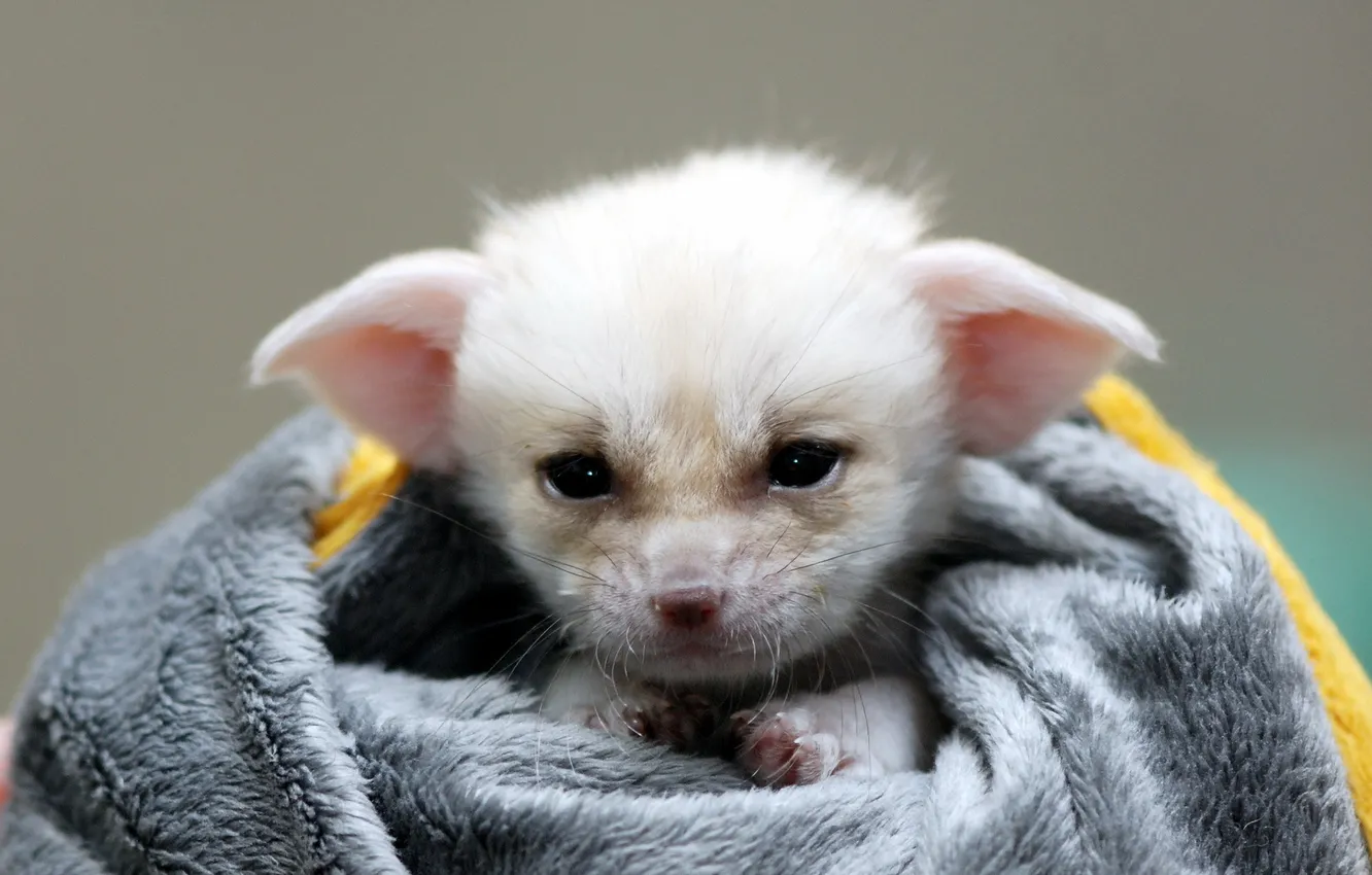 Photo wallpaper animal, cute, fennec fox