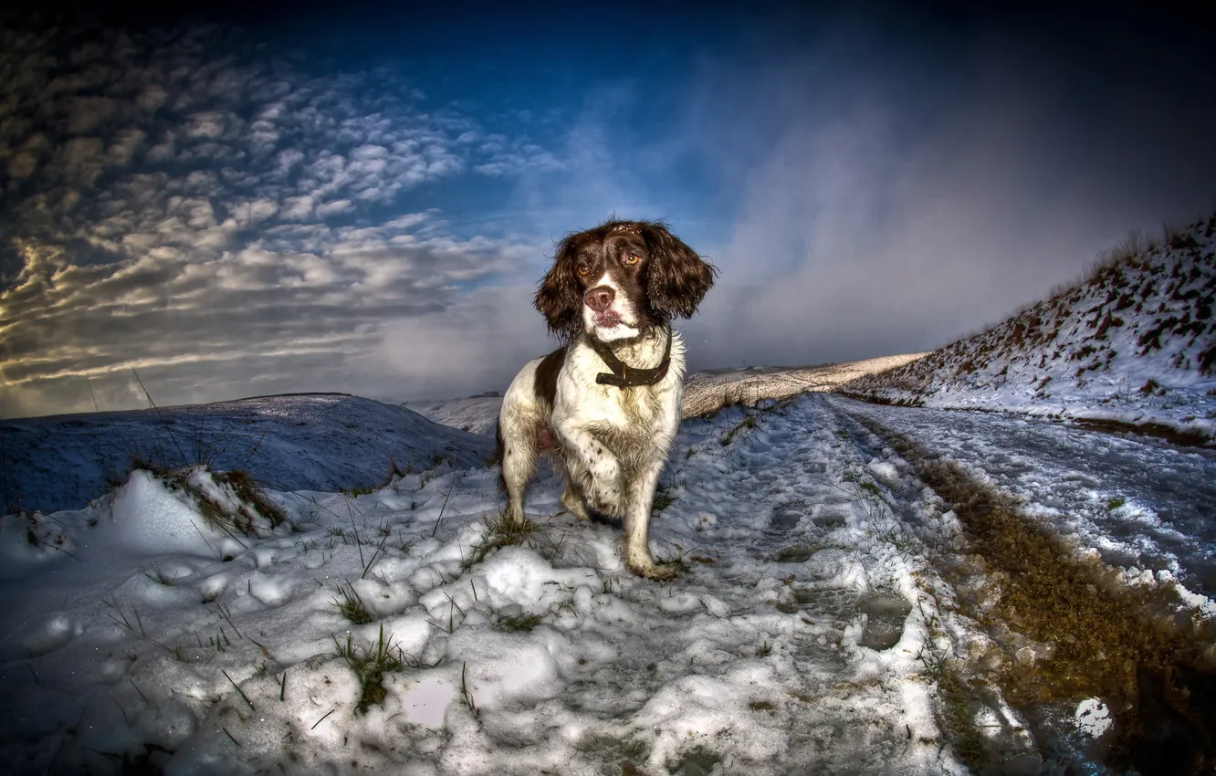 Photo wallpaper winter, look, each, dog