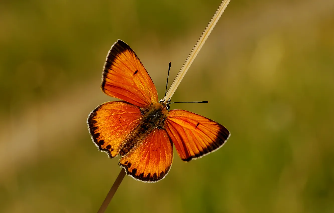 Photo wallpaper background, butterfly, a blade of grass