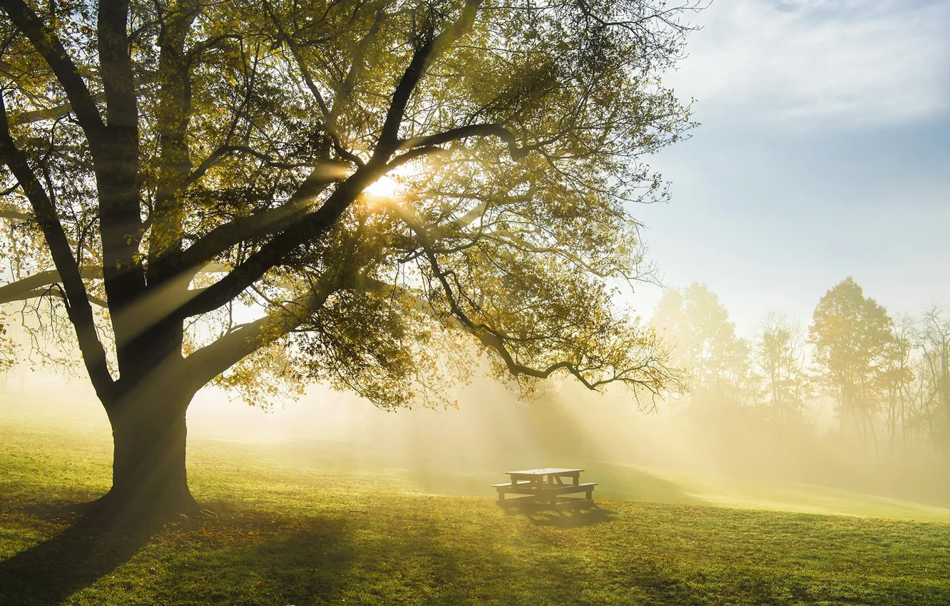 Photo wallpaper light, trees, fog, Park, table, morning, bench