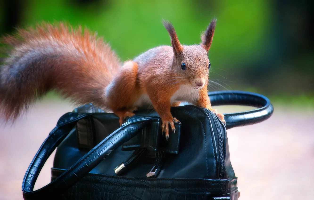 Photo wallpaper nature, animal, protein