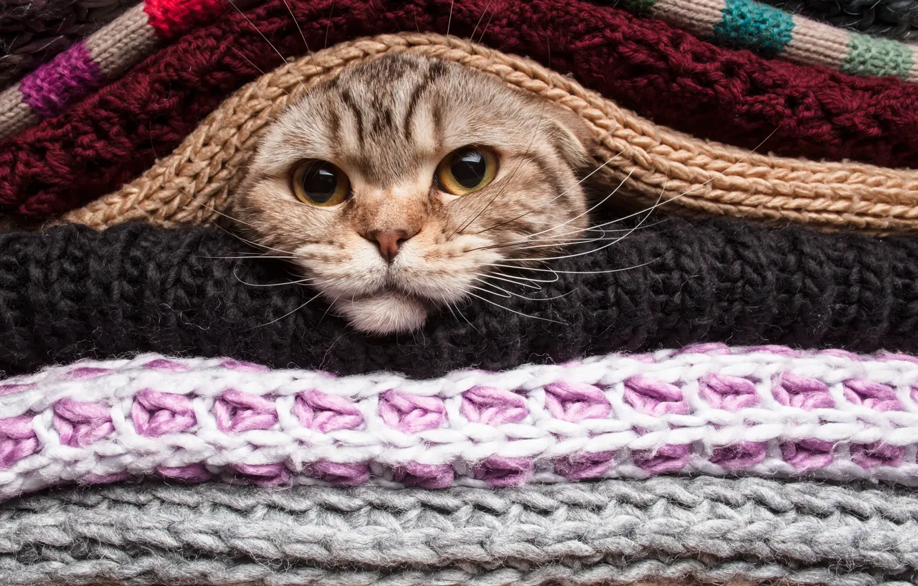 Photo wallpaper eyes, cat, mustache, cat, cat, knitting