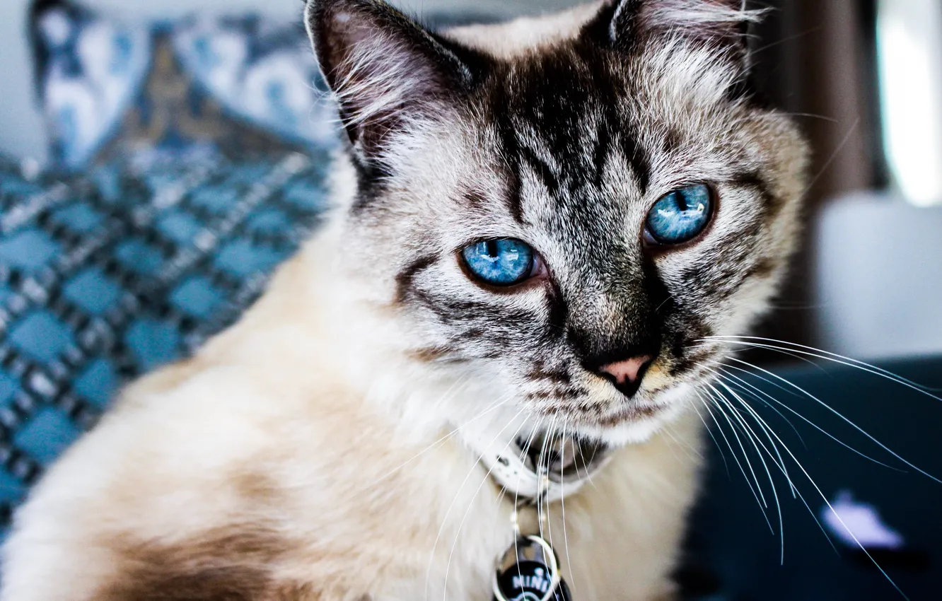 Photo wallpaper cat, cat, look, face, room, portrait, collar, blue eyes