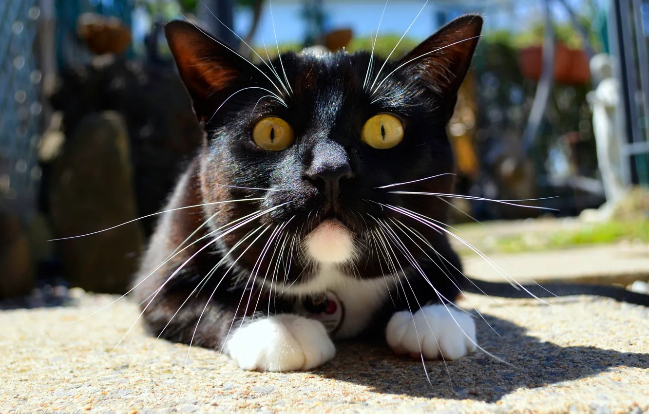 Photo wallpaper cat, eyes, cat, look, face, light, emotions, background