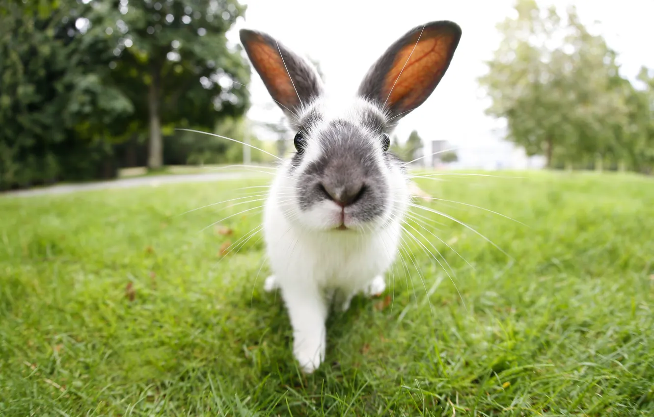 Photo wallpaper glade, rabbit, walk